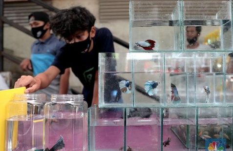 Bisnis Ikan Cupang yang Melonjak di Pasaran Indonesia