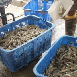 Bisnis Udang Kelong dengan Permintaan Pasar yang Tinggi Bisnis Udang Kelong dengan Permintaan Pasar yang Tinggi