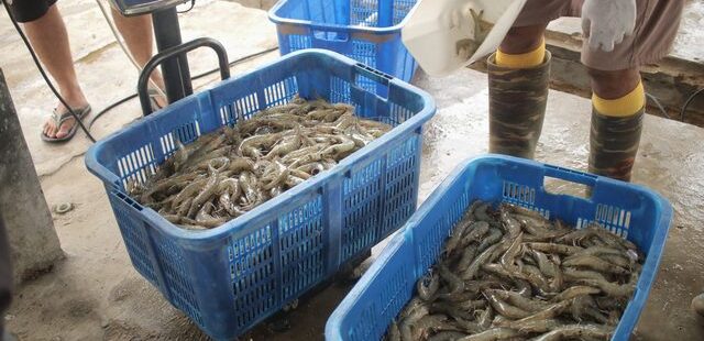 Bisnis Udang Kelong dengan Permintaan Pasar yang Tinggi