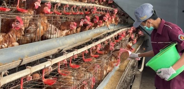 Bisnis Pakan Alternatif Unggas