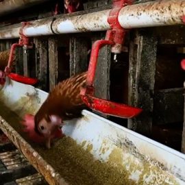 Cara Jadi Agen Pakan Ayam: Strategi Sukses Bisnis Poultry Cara Jadi Agen Pakan Ayam: Strategi Sukses Bisnis Poultry