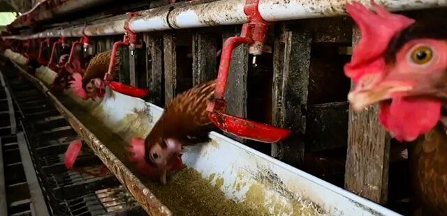 Cara Jadi Agen Pakan Ayam
