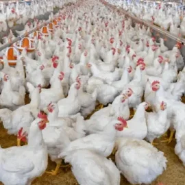 Faktor Penting yang Menentukan Keberhasilan Bisnis Ayam Potong Faktor Penting yang Menentukan Keberhasilan Bisnis Ayam Potong