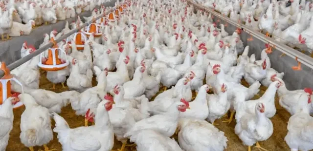 Faktor Penting yang Menentukan Keberhasilan Bisnis Ayam Potong